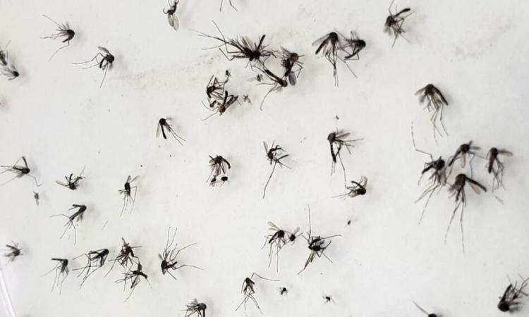 UES desarrolla acciones para la prevención del dengue