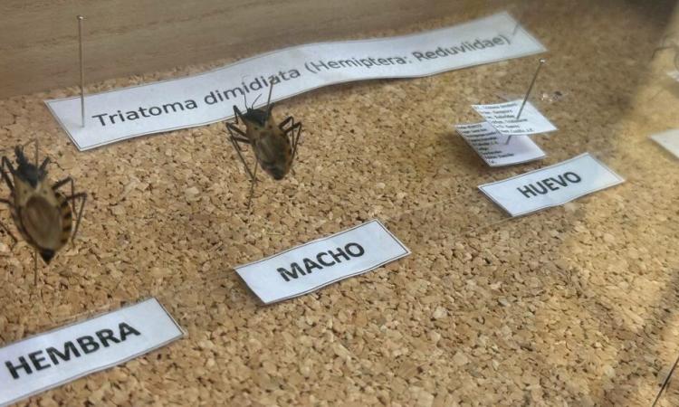 Día Nacional de la Enfermedad de Chagas: Las acciones de la UES para abordar la problemática