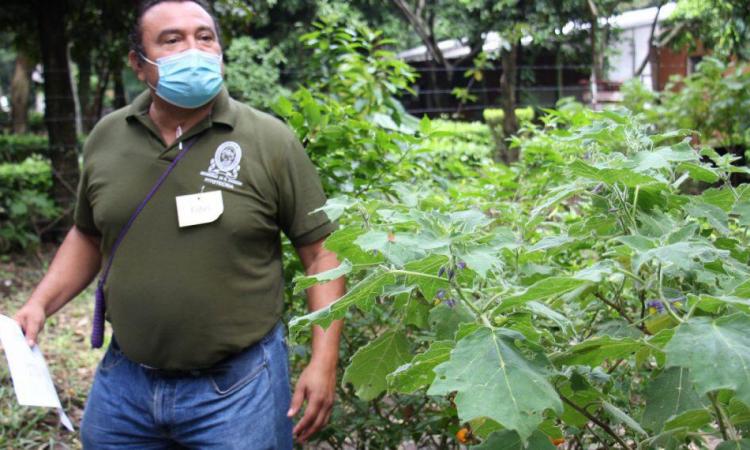UES trabaja en el rescate y conservación de plantas medicinales, aromáticas y comestibles en peligro de extinción