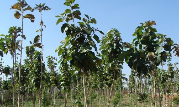  Estudio pionero de la Universidad de Panamá ofrece claves para reforestación efectiva en Países en Desarrollo
