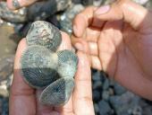 Investigadores de Ciencias Naturales de la Universidad de Panamá analizan almeja blanca