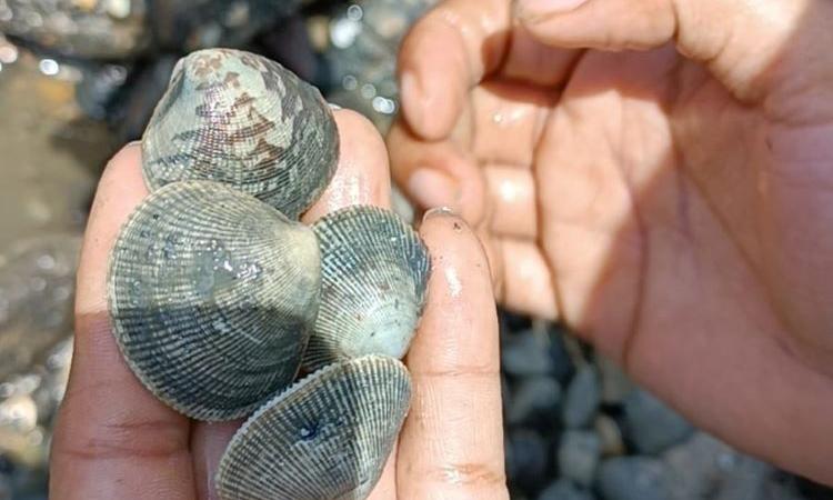 Investigadores de Ciencias Naturales de la Universidad de Panamá analizan almeja blanca