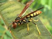 Explorando la taxonomía y biología de las avispas en Panamá