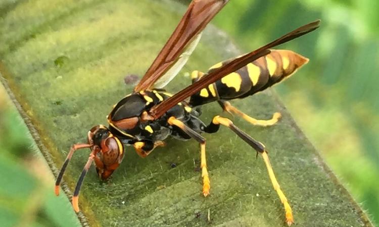 Explorando la taxonomía y biología de las avispas en Panamá