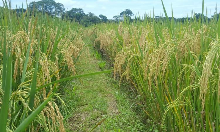 Producción de semillas de arroz FCA-616 FL de la Universidad de Panamá representa el 30% de la producción nacional