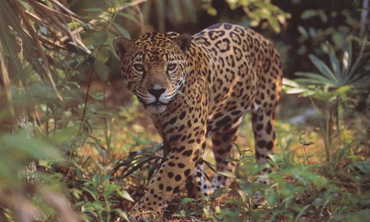 Los jaguares corren peligro de extinción en el país