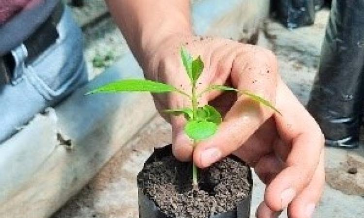 Desde la UNED Pérez Zeledón se promueve el proyecto “Plantando Vida”