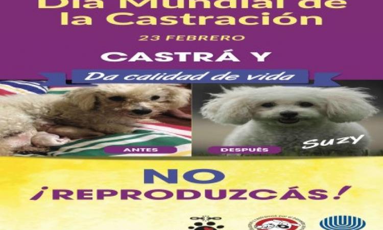 Lanzan campaña para promover la castración de poblaciones caninas y felinas