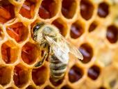  Resumen TecnoAgro-Rubro “abejas”: Plagas que afectan las colmenas, costos de producción y rentabilidad de los emprendimientos apícolas