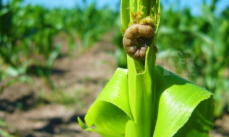 Agraria y MAG inician investigación para manejo de plaga que afecta al maíz