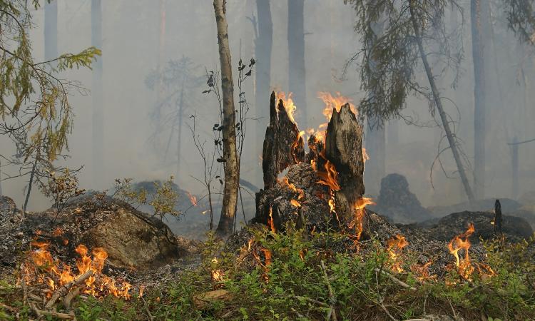 Agraria desarrollará estrategias para prevención de incendios forestales