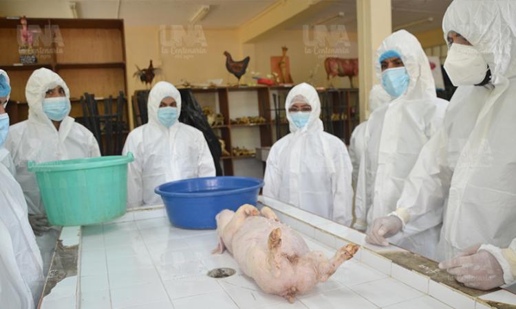 Facultad de Ciencia Animal participa en simulacro para manejo de peste porcina