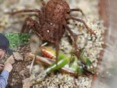  Estudiante de la UNAH descubre nueva especie de araña venenosa