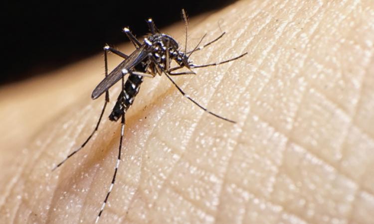 IIM y SESAL desarrollan estudio sobre resistencia de mosquitos a insecticidas
