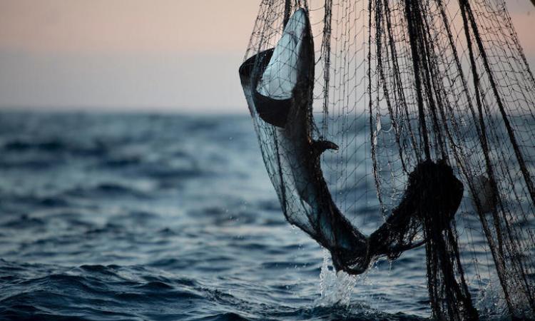 Día Mundial de los Océanos: Pilar de Vida y Sostenibilidad para la Humanidad