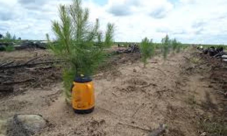 40 mil pinos plantó la  UNACIFOR