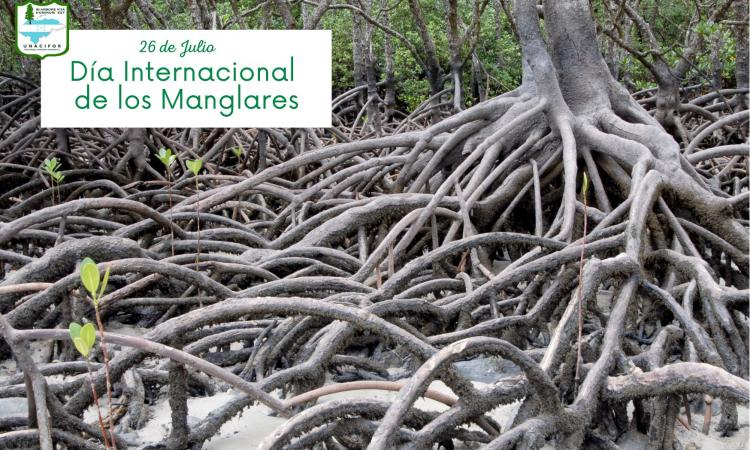 Universidad Nacional de Ciencias Forestales Conmemora el día de los Manglares 