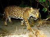  Estudios sobre el jaguar en el país: esperanza y desafíos