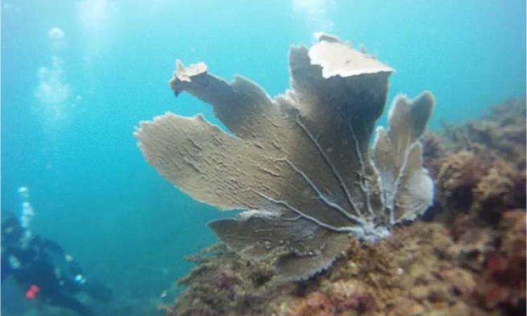 Investigadoras estudian desaparición de corales en el Caribe