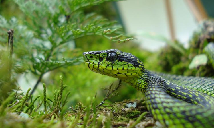 Aprenda sobre serpientes y sea un aliado en su conservación