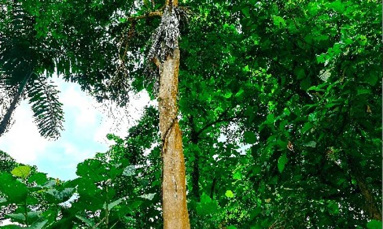 Científicos dedican nueva especie de árbol a bicentenario de la independencia