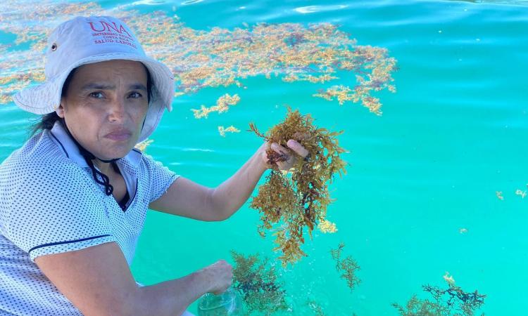 Sargazo en Caribe Sur afectaría turismo, vida marina e inclusive salud humana