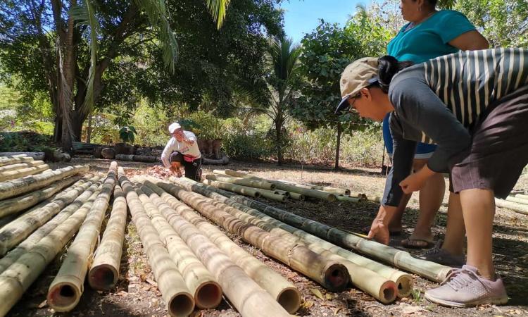 Bambú: El Alimento Que Busca Llegar A Su Mesa
