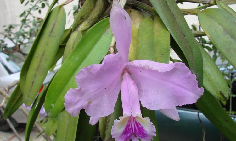 Aprenda sobre campismo, orquídeas y ángeles en la UNA