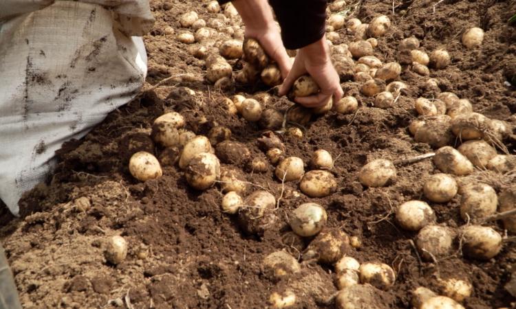 Especialistas de la UNA y productores de Zarcero combaten uso de agroquímicos